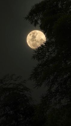 the full moon is seen through some trees