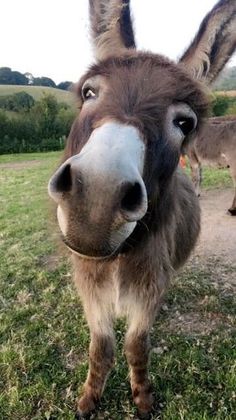 a close up of a donkey on a field with another donkey in the background behind it