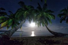 two palm trees on the beach under a full moon