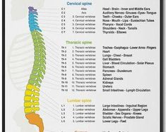 Spinal Cord Anatomy, Vertebral Column, Thoracic Vertebrae, Spinal Column, Human Spine, Cervical Vertebrae, Reflexology Chart, Spine Health