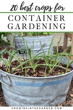 an old bucket filled with plants and the words, 20 best crops for container gardening