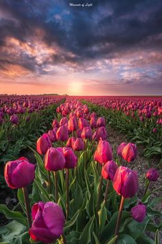 a field full of pink tulips with the sun setting in the distance behind them