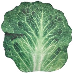 a close up of a green leafy plant on a white background with clippings