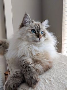 a fluffy cat sitting on top of a bed