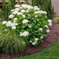 white flowers are blooming in the garden next to green grass and shrubs, along with brown mulch