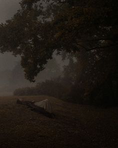 two tents sitting under a tree on a foggy day in the woods at night