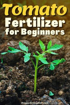 a small plant with the words tomato fertilizer for beginners on it