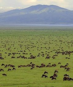 a large herd of wildebeest grazing in an open field with mountains in the background