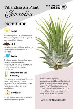 Keep your Tillandsia Ionantha thriving with these easy care tips! 🌞 Mist weekly, give bright indirect light, and enjoy watching it flourish! Perfect for low-maintenance plant lovers 💧 #AirPlantCare #TillandsiaLovers #EasyPlants Air Plant Care, Air Plant Garden, Plant Care Guide, Houseplant Care, Plant Maintenance, Air Plants Care, Plant Pests