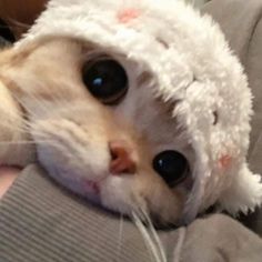 a close up of a cat with a stuffed animal on it's head and wearing a hat