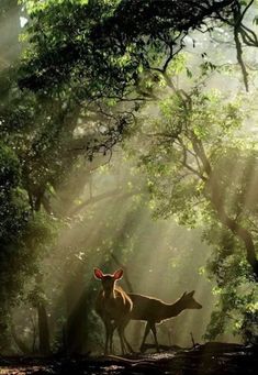 two deer standing in the middle of a forest with sunbeams shining down on them