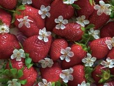 a bunch of strawberries with white flowers and leaves on them, all piled together