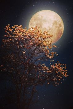 the full moon shines brightly in the night sky behind a tree with yellow leaves