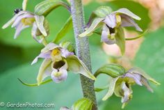 the flowers are blooming on the plant with green leaves in the backgroud