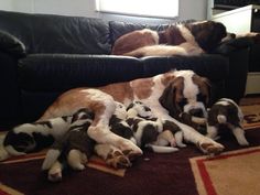 two dogs and three puppies are laying on the floor in front of a couch