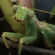 a close up of a grasshopper on a plant