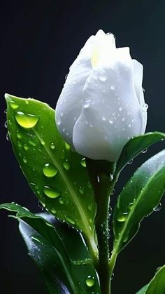 a white flower with water droplets on it