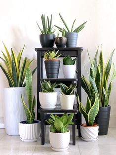 several potted plants sitting on top of a shelf