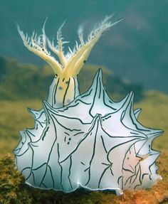 a sea urchin sitting on top of the ocean floor