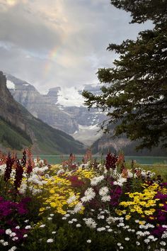 a rainbow shines in the sky over flowers and mountains