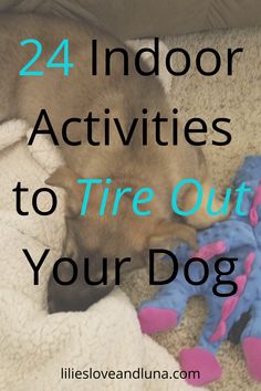 a dog sleeping on top of a blanket next to a stuffed animal and the words, 24 indoor activities to tire out your dog