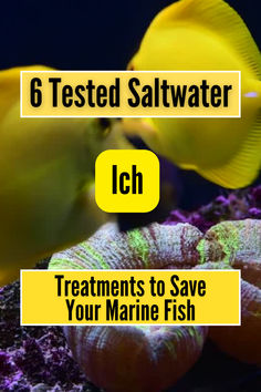 an aquarium with yellow fish and text that reads, 6 tested saltwater ich treatments to save your marine fish