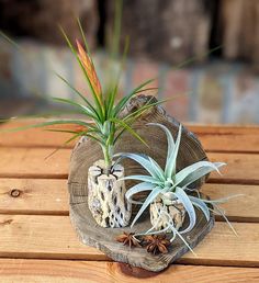 two air plants sitting on top of a piece of wood next to another planter