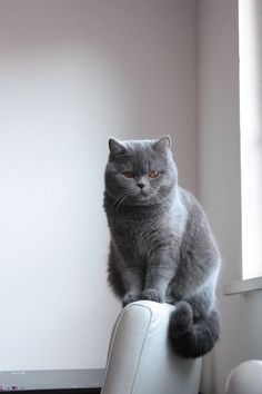 a grey cat sitting on top of a white chair next to a window and looking at the camera