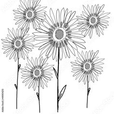 three daisies are shown in black and white, with one flower on the left side