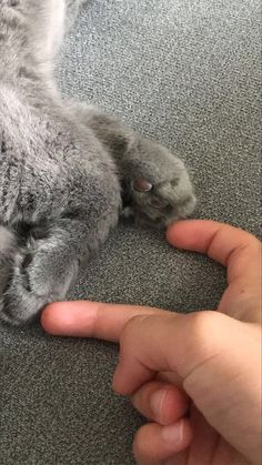 a person pointing at a cat laying on the floor with its paw in their hand