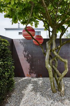 a heart shaped paper lantern hanging from a tree in a graveled area next to a wall