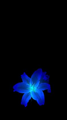 a blue flower is in the dark on a black background