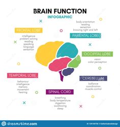 the brain functions and functions for children to learn in their own language, english or spanish