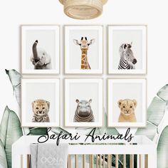 a white crib with four framed animal pictures on the wall next to it and a zebra