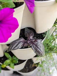 several potted plants with purple flowers in them