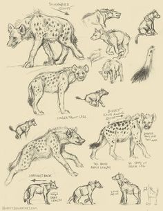 sketches of hyenas and cheetah from the book'how to draw wild animals '