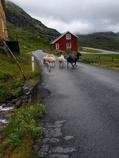 a herd of sheep walking down a road next to a red house