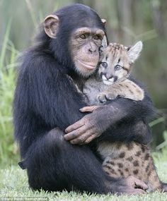 a chimpan holding a small kitten in its arms