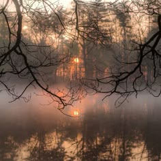 the sun is shining through the trees in the foggy forest by the water's edge