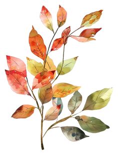 watercolor painting of colorful leaves on white background