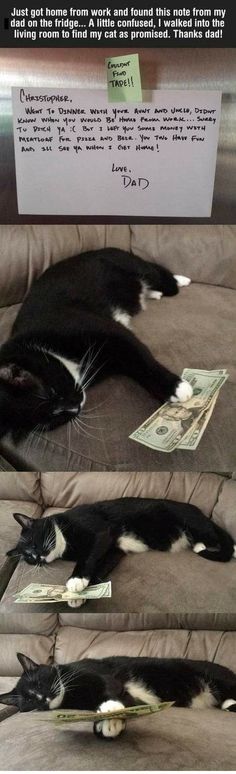 two cats laying on top of a couch next to each other with money in front of them