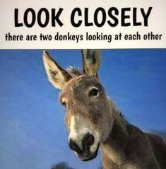 an image of a donkey looking at the camera with caption that reads, look closely there are two donkeys looking at each other