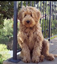 a shaggy brown dog sitting on the sidewalk next to a metal fence and black railing