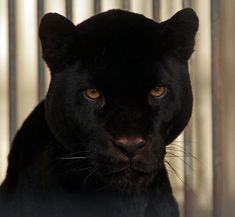 a close up of a black cat with orange eyes looking at the camera while standing in front of a metal fence