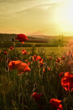 the sun shines brightly over a field of red poppies on a sunny day