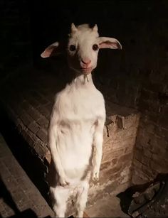 a white goat standing on its hind legs in front of a brick wall and looking at the camera