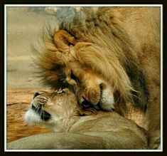 two lions are playing with each other in the wild together, one is rubbing its head against the other's neck