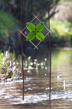 an image of a plant growing out of the water