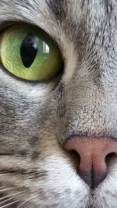 a close up view of a cat's green eyes