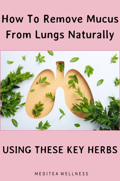 a guide on how to remove mucus from the lungs naturally with herbs Cleanse Lungs Naturally, Clear Lungs Naturally, Natural Lung Expectorant, How To Heal Your Lungs Naturally, How To Clean Your Lungs Naturally, Respiratory Steam Diy, How To Clean Out Your Lungs, Cleaning Lungs Naturally, Supplements For Lung Health